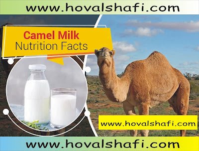 Drink • Diabetes • Camel milk